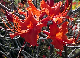 橙色,花,橙花