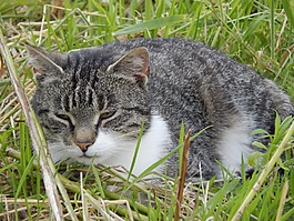 貓,休息,動物