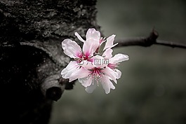 鮮花,花,春