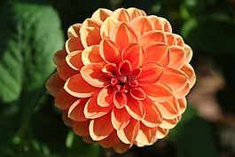 大麗花,花,橙色