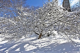 雪,冬天,樹