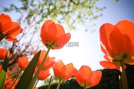 郁金香,花的,鮮花