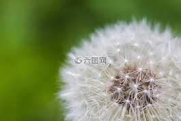 蒲公英,花,精神