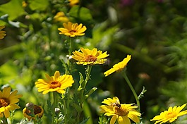 花,開花,黃色