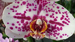 蘭花,花,熱帶