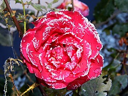eisrose,玫瑰,成熟