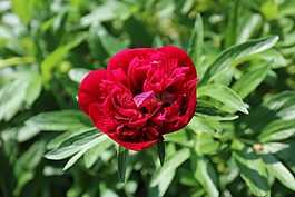 紅色的花,花,夏天