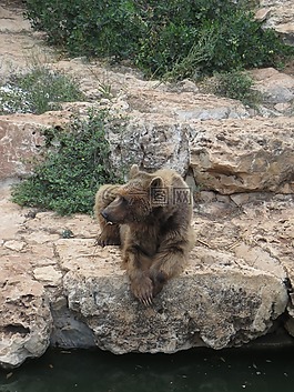 熊,動物,野生