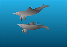 海豚,海洋哺乳動(dòng)物,海洋