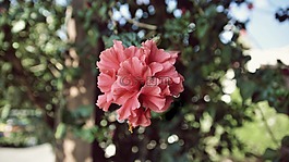 粉紅色,花,綠色