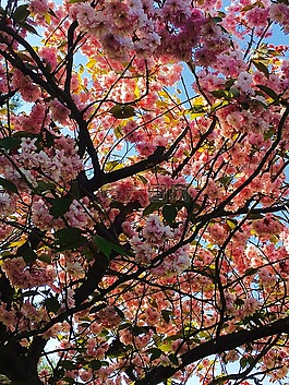 開花,櫻花,日本櫻花