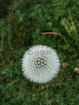 蒲公英,白色,草地