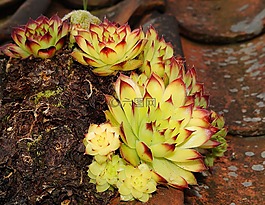houseleek,厂,叶子