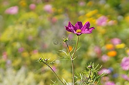 宏,開(kāi)花,紫