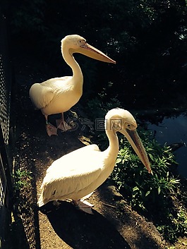 鵜鶘,鳥類,動物