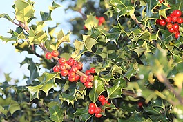 常春藤,红色,绿色