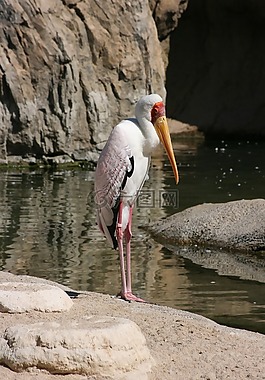 鳥(niǎo),ave,動(dòng)物園