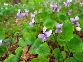 紫罗兰色,viola,紫色