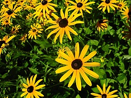 雛菊,花,黃色
