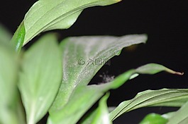 植物,葉子,綠色