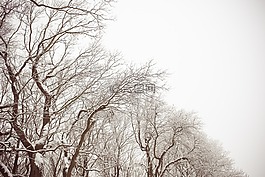 樹,雪,冬天