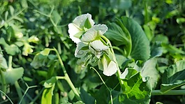 豌豆,豌豆花,蔬菜