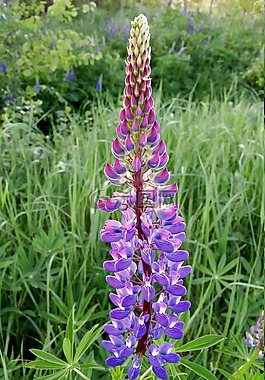 花,羽扇 polyphyllus,植物