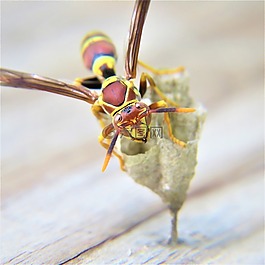 特寫,昆蟲,黃蜂