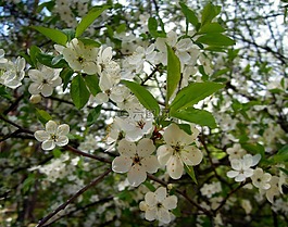 梅花,鲜花,樱桃李