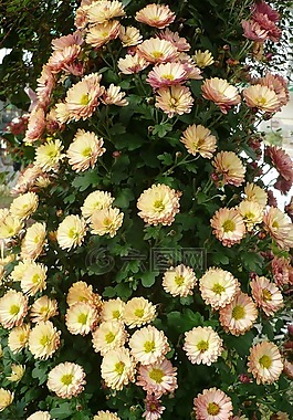 灾难树,花,装饰