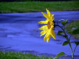 太陽(yáng)花,開花,黃色