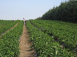 工作,原野,農(nóng)業(yè)