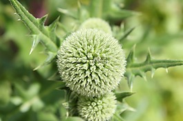 水飛薊,花卉,花園