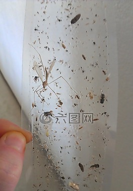 捕蝇纸,bug,毛