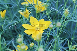 門票,黃,花瓣