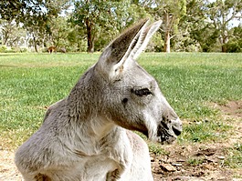 袋鼠,有袋動(dòng)物,喬伊