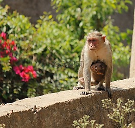 猴子,孩子,母親的愛