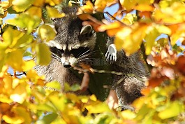 動物園,動物,秋季