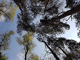 樹木,皇冠,審美