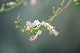 花,背景,純色