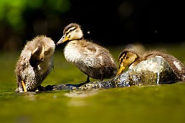 水,動物,濕