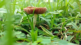 草,綠色,陽光