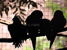 鸚鵡,剪影,性質(zhì)