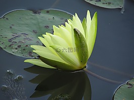 莲花,黄色,鲜花