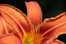 百合,橙,開(kāi)花