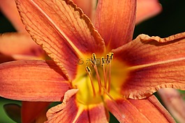 百合,橙,開(kāi)花
