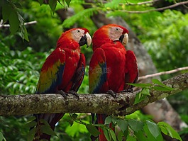 guacamayas,樹(shù),性質(zhì)