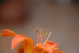 百合,花粉,橙
