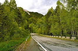 旅行,森林,路