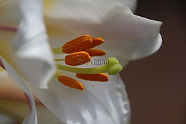百合,郵票,黃色